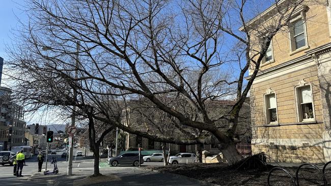 Council are attending to a tree which has partially blown over in the wind. Image: The Mercury.