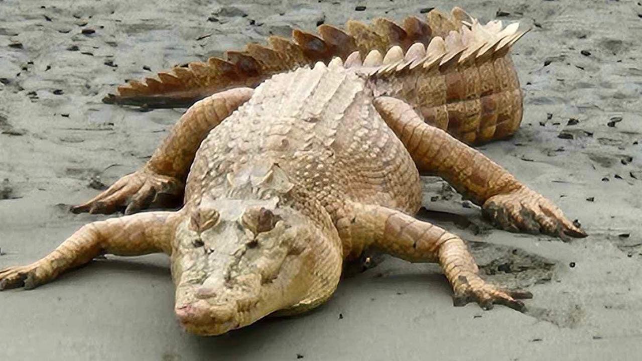 Albino crocodile Weipa: Leucistic croc at seen at Cape York | NT News