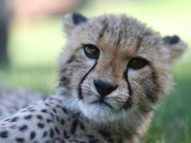 Canberra National Zoo: Cheetah cub forms friendship with dog | news.com ...