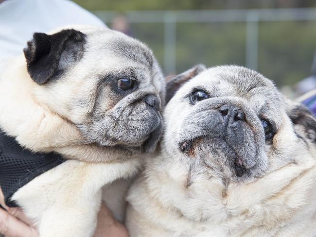 Macarthur Chronicle - Pictured: - Campbelltown Pug Club held a Pug meet and greet along with a few casual races at Mary Brookes Park, Kellerman Drive, Campbelltown NSW Australia. Other breeds of dog were also invited to race.