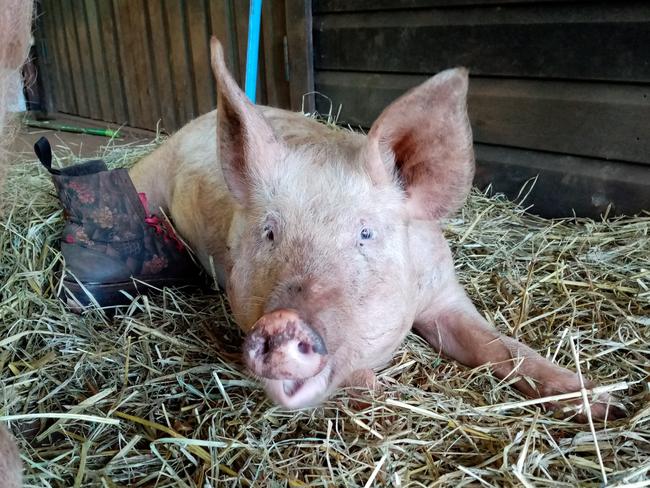 The Contented Pig Inn Rescue Sanctuary is under threat following complaints about the odour from the property. (CREDIT: Supplied)