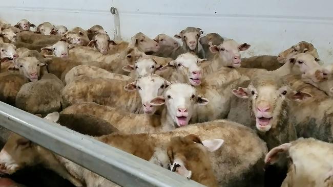 Live exports gross cruelty when will it end: Jane Fynes Clinton | The ...