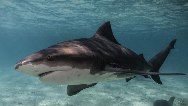 There are many bull sharks in the waters around Sydney. Picture: iStock