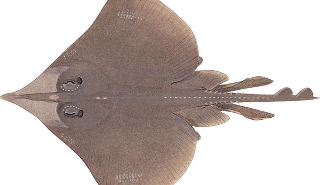 Maugean Skate (Zearaja maugeana)