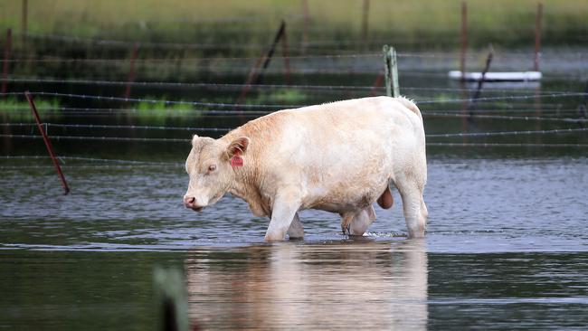 A cow looks for higher ground on the Gold Coast on Monday as flooding impacts the southeastern seaboard of Australia. Picture: Scott Powick