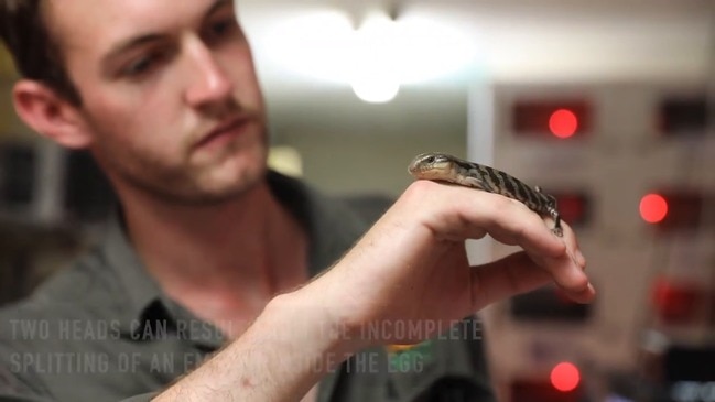 Two headed blue tongue lizard at Reptile Park