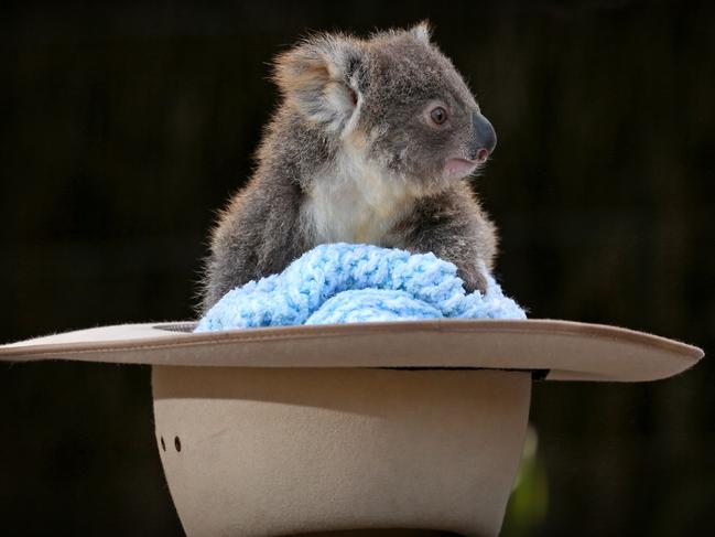  6-month-old male koala joey looking for a name. Picture: Toby Zerna