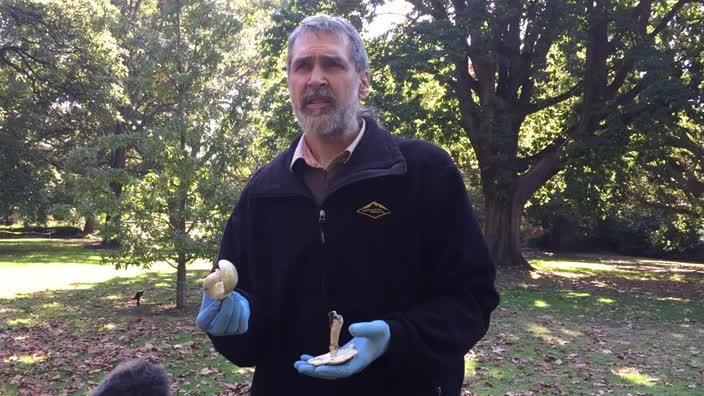 The Death Cap Mushroom explained 