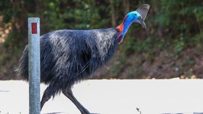 A cassowary crosses El Arish-Mission Beach Rd on the Cassowary Coast. Picture: PETER CARRUTHERS