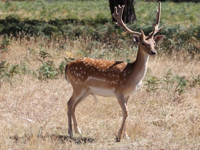 A photograph of a fallow deer buck in Australia. The buck's antlers are still in velvet.