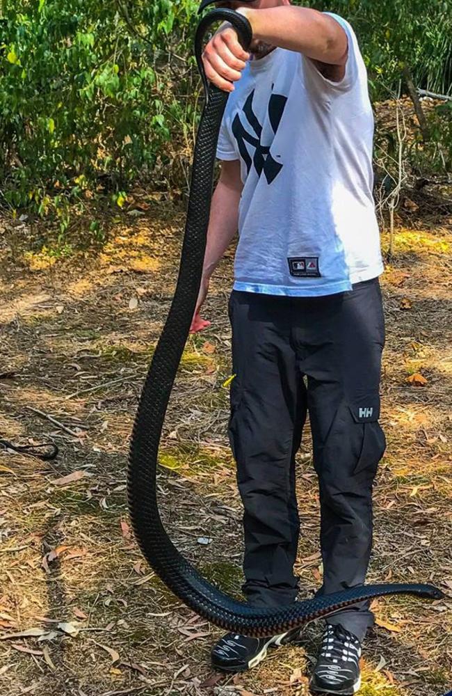 Pictured is Todd Michaelsen with a chunky red-bellied black snake.