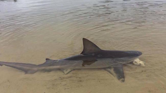 Bull shark anglers set for a week fishing apex predators | Gold Coast ...