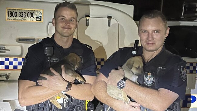 Three of the five puppies were found on Monday. Picture: Queensland Police