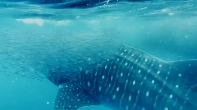 Rarely Seen 30-Foot Whale Shark Slurps Up Fish in Hawaii Waters