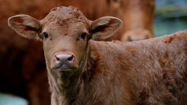 red wagyu cattle