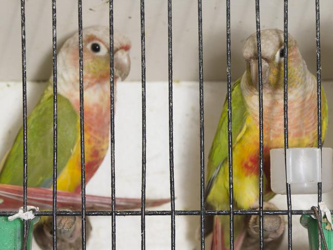 Birds at the Gold Coast aviary bird association at Mudgeeraba Showgrounds on Sunday.  Photo: Jerad Williams