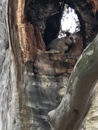 A possum in a spotted gum tree in Western Sydney Parklands