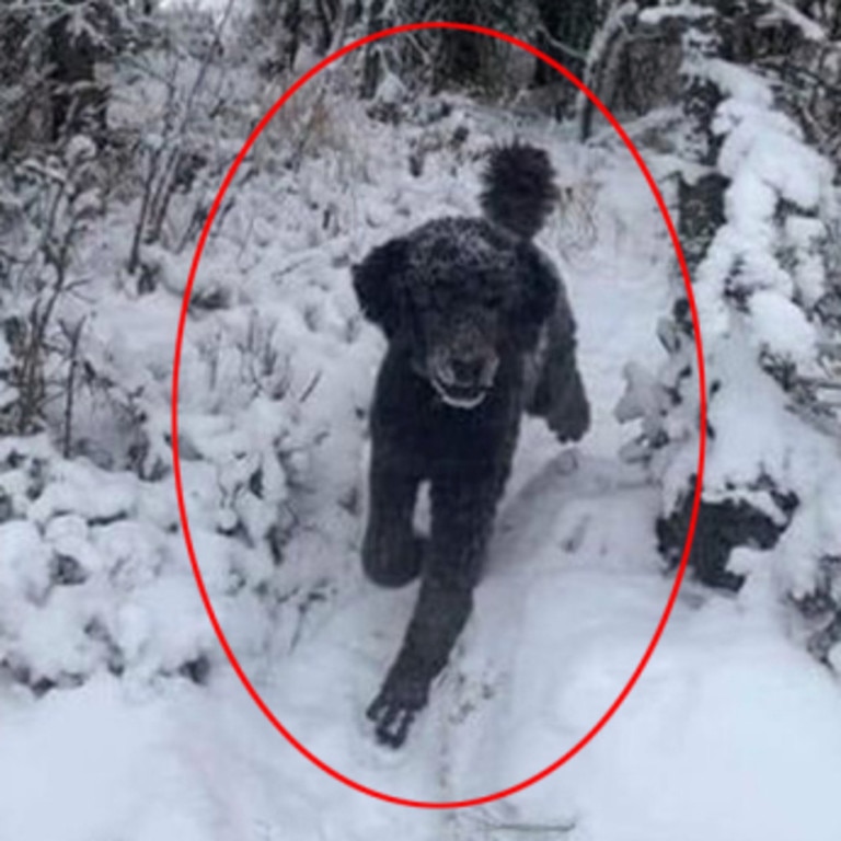 It’s a fluffy dog running through the snow. Picture: Jam Press