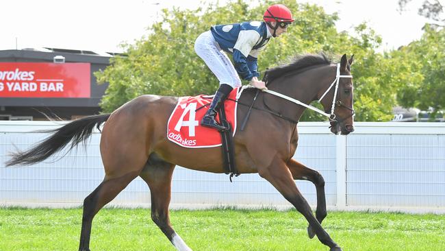 Ron Dufficy is keen to back Birdman in the final race on the card at Royal Randwick on Saturday. Picture: Pat Scala / Racing Photos