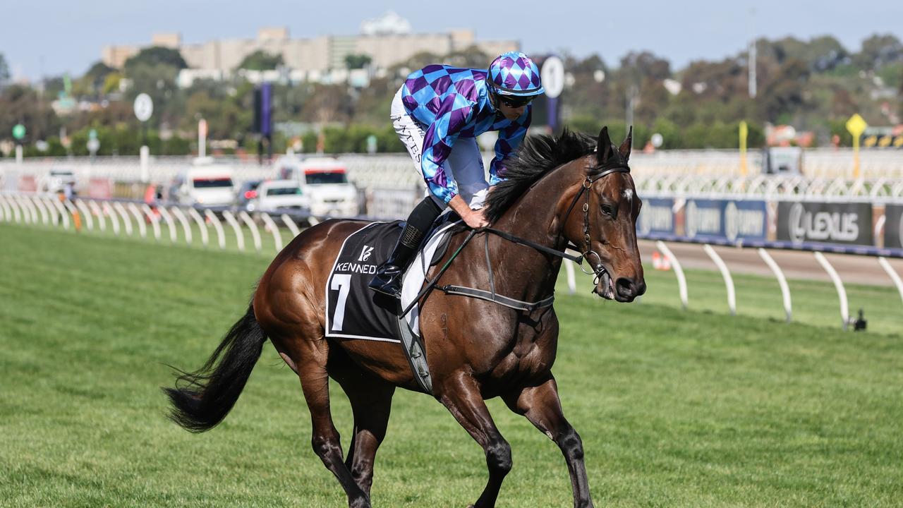 Pride Of Jenni on the way to the barriers prior to the running of the Kennedy Champions Mile at Flemington Racecourse on November 11, 2023 in Flemington, Australia. (Photo by George Sal/Racing Photos via Getty Images)