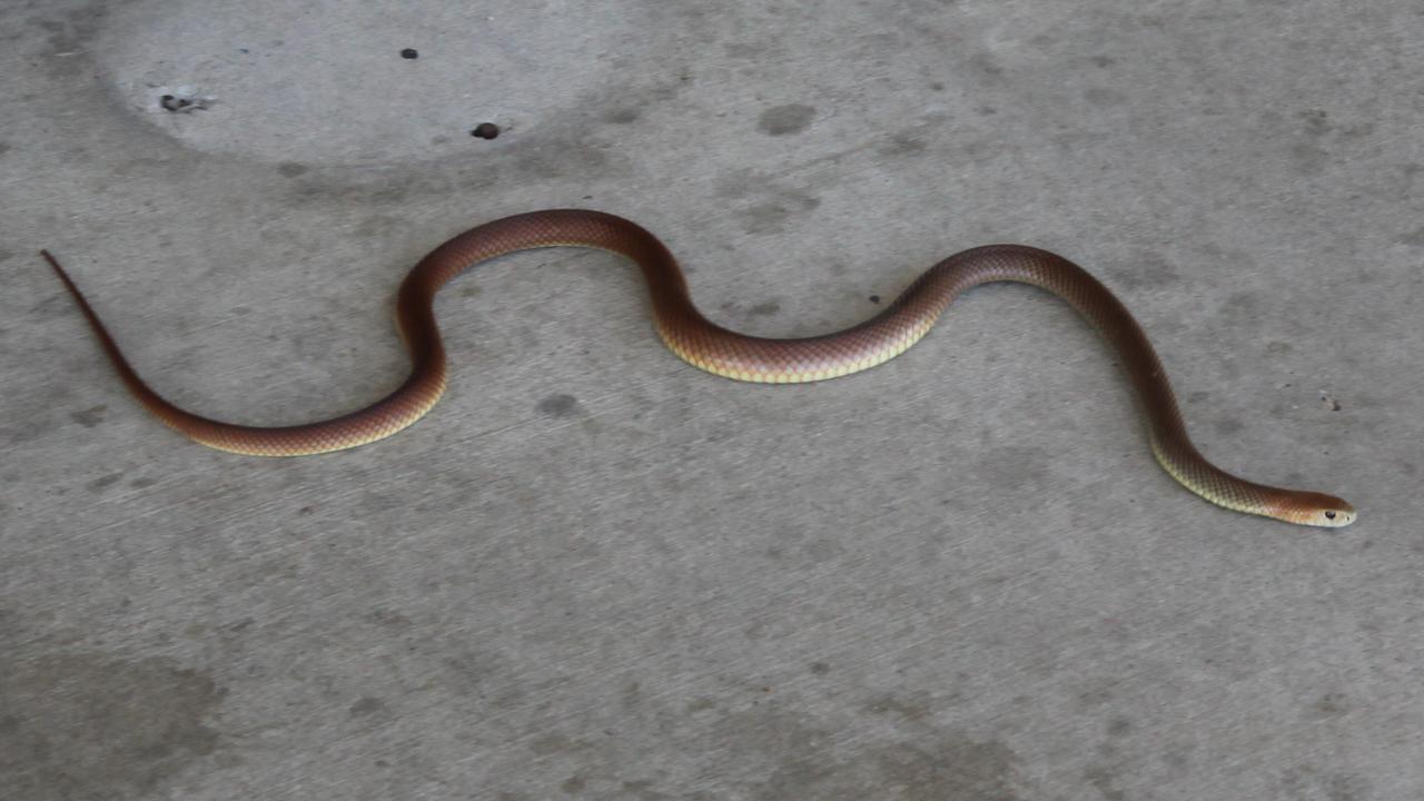 Snakes warning for flood-affected River Murray regions | NT News