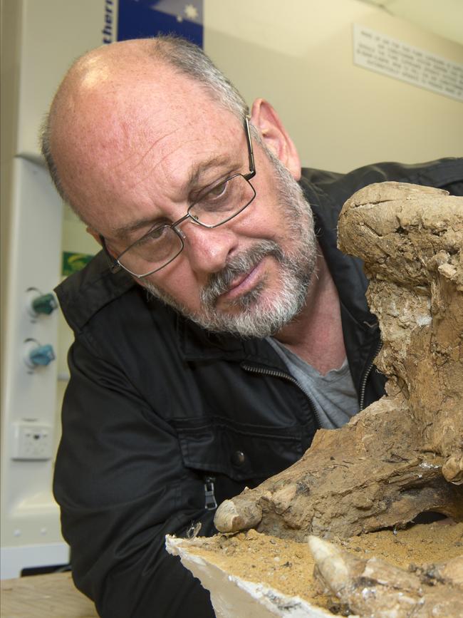 Tim Flannery looking at the skull of Nototherium, an extinct member of the Pleistocene megafauna.