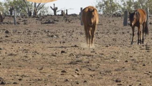 The environmental condition in the Wide Bay Burnett is âpoorâ according to a report.