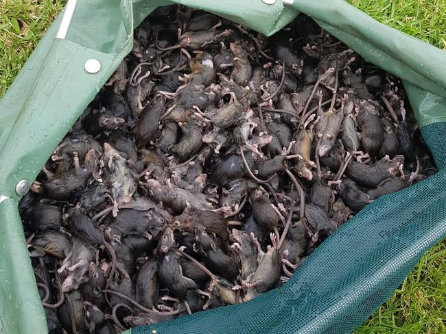 One man caught more than 500 mice in one night. Picture: Matt Hansen Real Estate Dubbo via Facebook