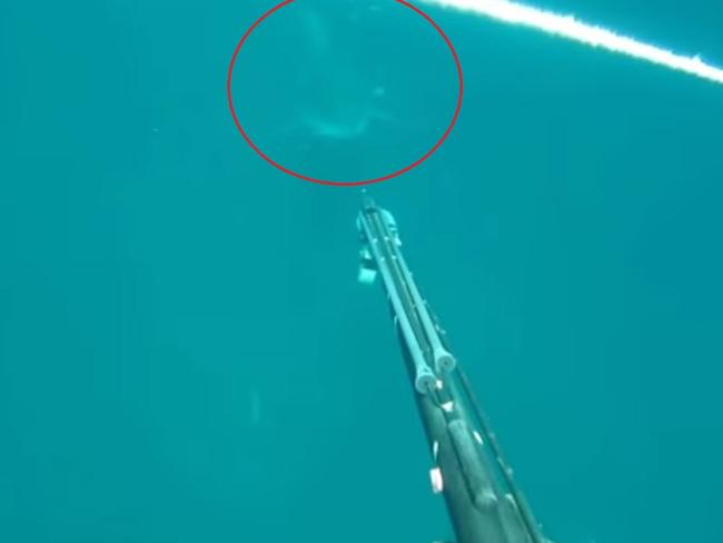 Shadowy figure ... diver Grayson Shepard was shocked when he was a Great White shark emerge. Picture: YouTube/grayshep