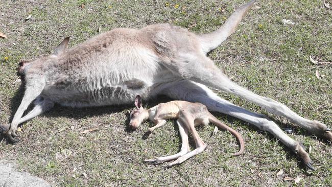 Police allege Berkrey intentionally ran down and killed the kangaroos. Picture: Richard Gosling