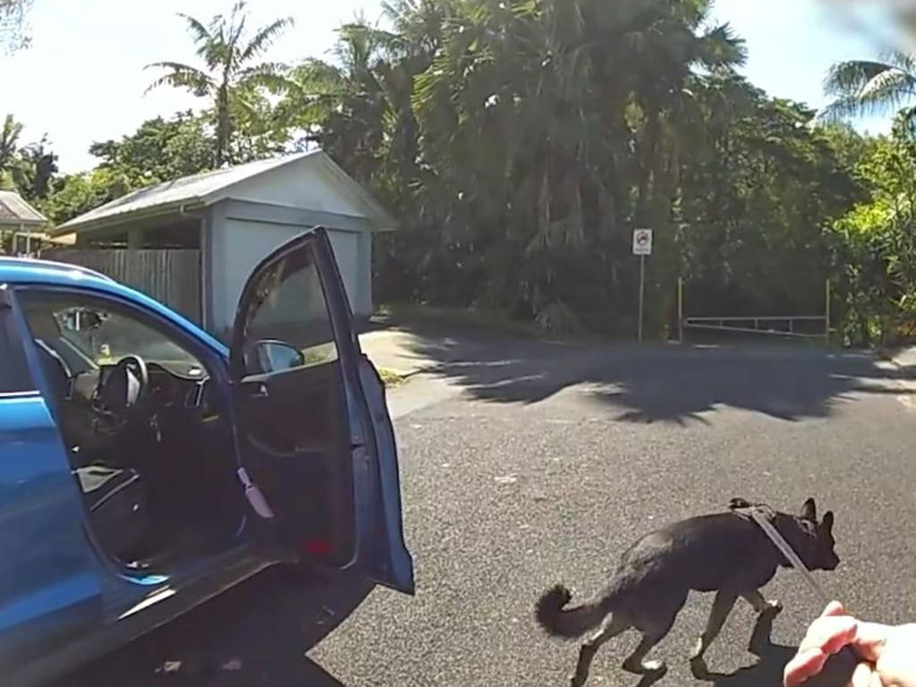 Police dog 'DJ' was able to track a scent from an allegedly stolen car. Picture: Facebook/Police Greater Cairns