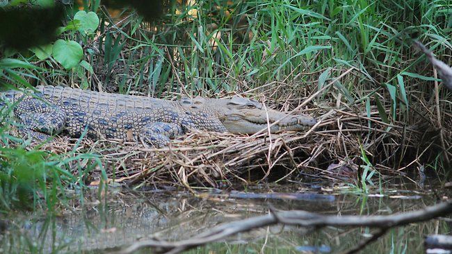 Crocodiles near footbridge connecting Clifton Beach and Palm Cove in ...