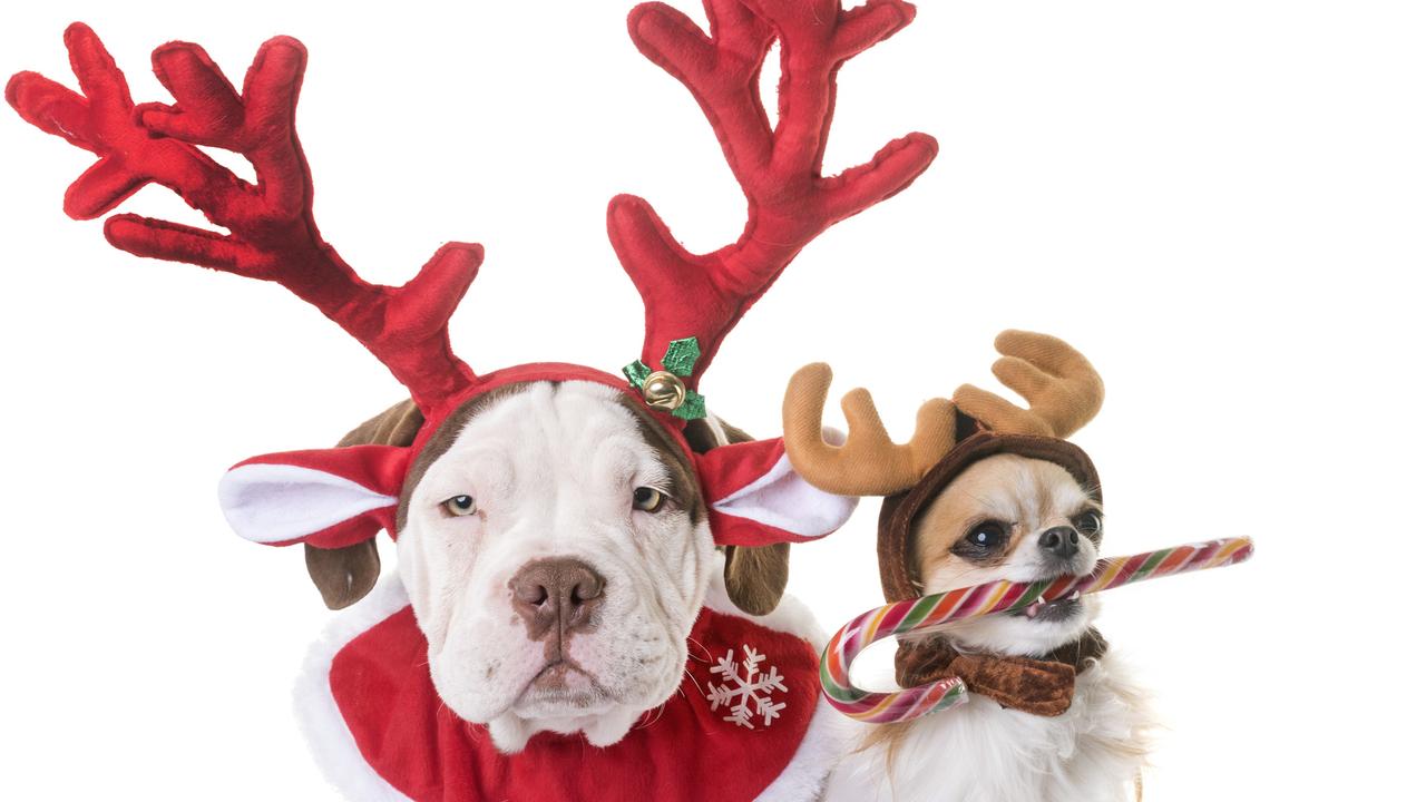 Christmas Pet Parade the Gold Coast The Advertiser