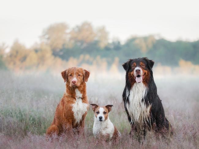 2024 Top Dog Film Festival is a celebration of the extraordinary bond between humans and their canine companions