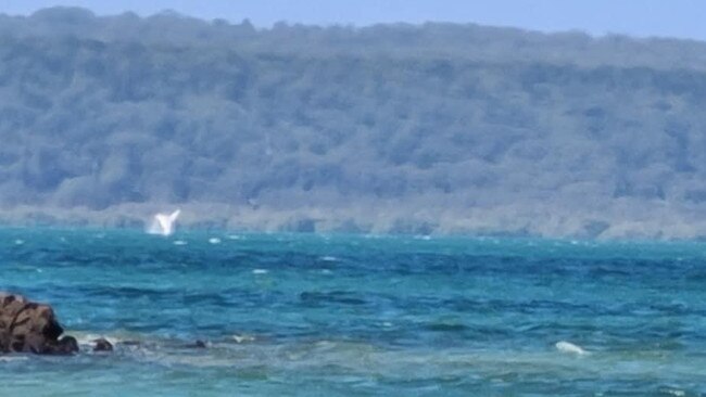 Whales spotted in Moreton Bay in waters off Coochiemudlo Island and near Blakesley’s Anchorage at North Stradbroke Island.