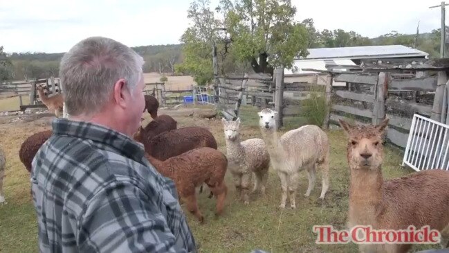 Farmer loses alpacas to dogs