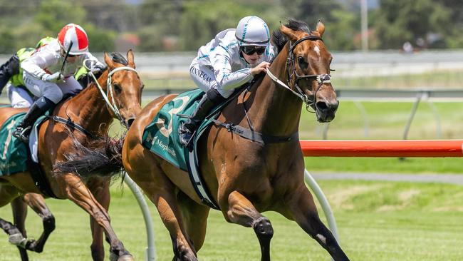 Grinzinger Prince wins at Morphettville in December last year. Picture: Makoto Kaneko