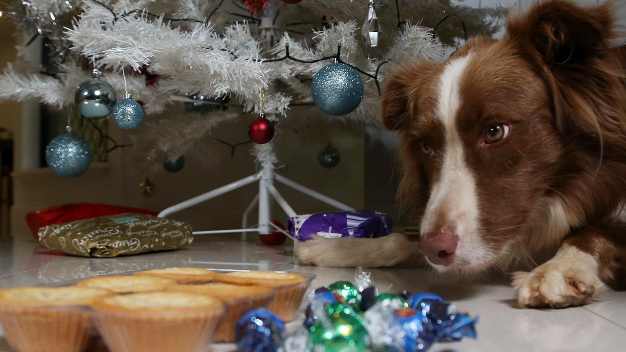 Cairns vet reveals what you should not feed pets at Christmas | The