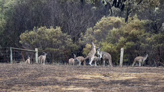 Kangaroos at Scott Creek Conservation Park after the Cherry Gardens fire. Picture: Kelly Barnes