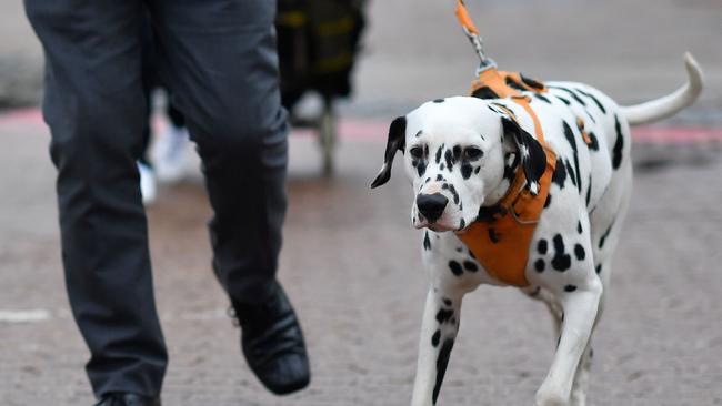 The dalmatian used to participate in shows.