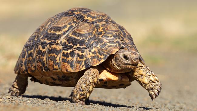 The leopard tortoise earns its name from the distinctive markings on its shell.