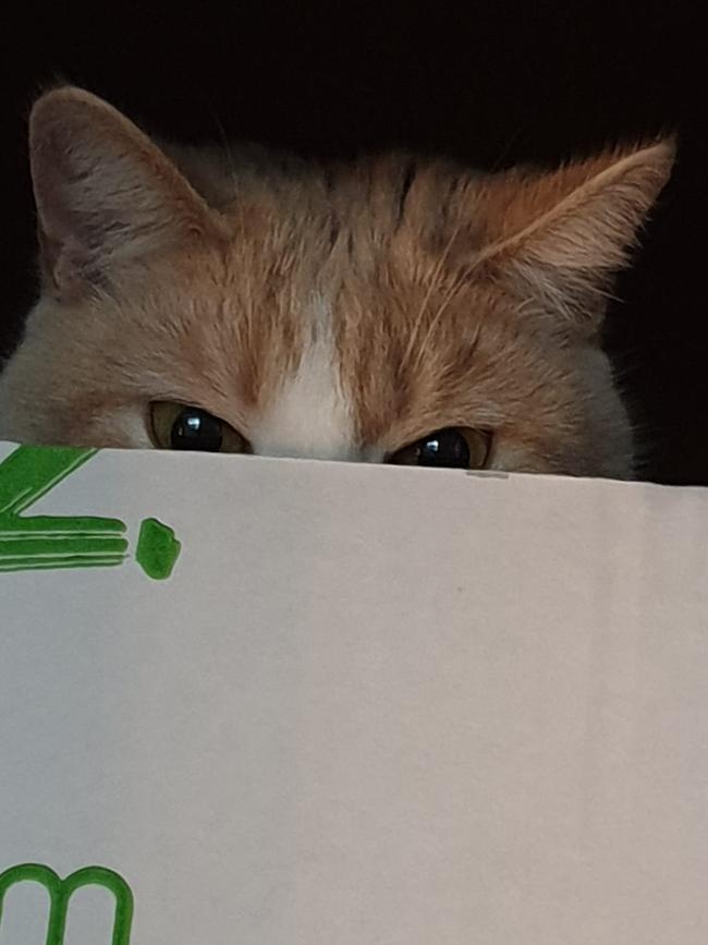 My Beautiful Claire playing peak-a-boo. This cat has been a life saver. Love her soooo much. International Cat Day. Reader pet photos. Picture: Marion Tayler