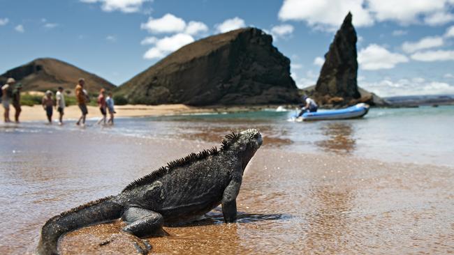 A sea iguana watching tourists. Picture: Getty