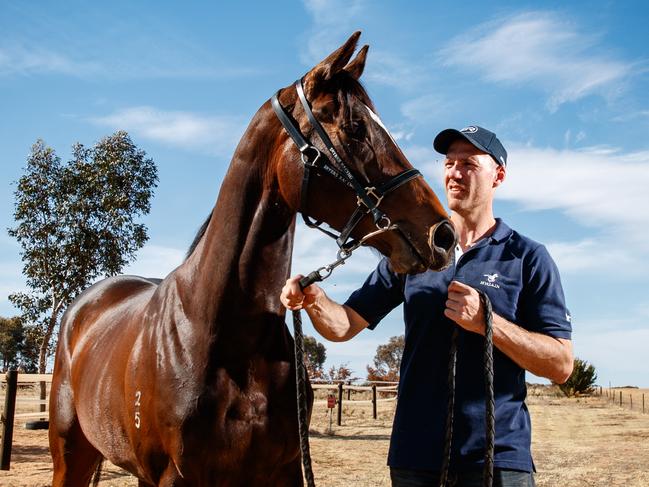 30/10/2018 Horse Trainer Matthew Seyers with his horse Yucatan at his Murray Bridge Stables. The favourite for the Melbourne cup shares his name with Yucatan from Murray Bridge. Picture MATT TURNER.