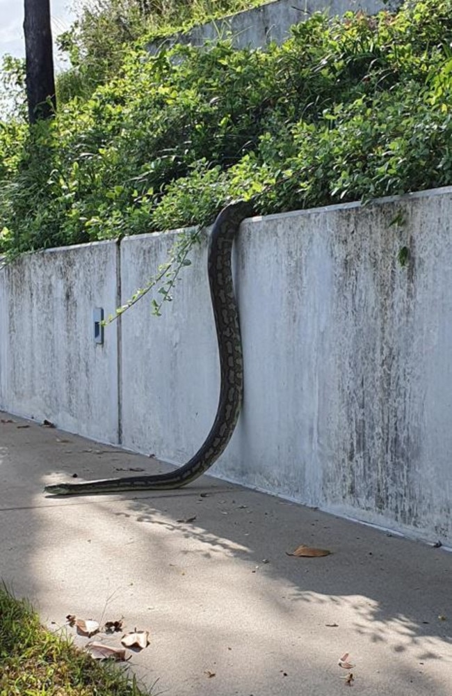 2022: The Jezzine Barracks python. Who do you think is bigger? Picture: Kirsty Wood