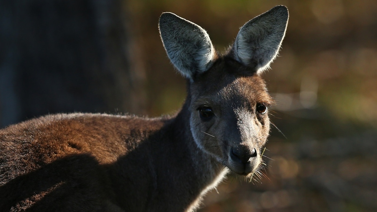 Woman scratched and stalked by kangaroo reveals bizarre theory behind attack