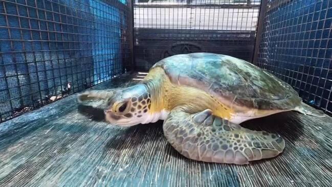 Rescued sea turtles ‘poop plastic’ after detox | news.com.au ...