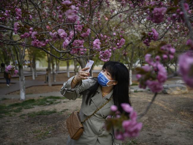 A woman takes photos of blossoms in a Beijing park. Picture: Getty Images