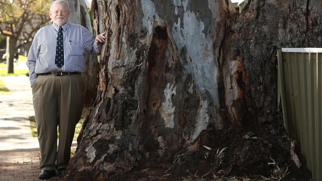 The tree’s so big it won’t fit in the photo. Pic: Tait Schmaal