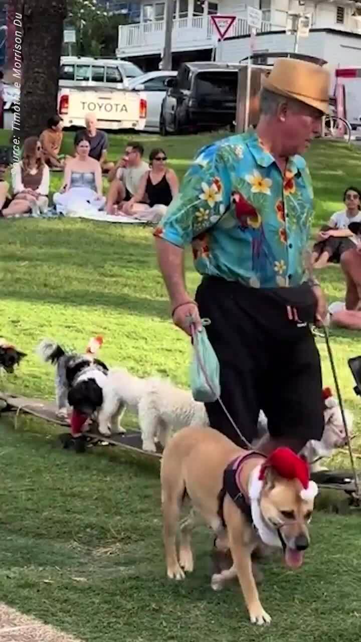 WATCH: Skateboarding, surfing dogs in a festive stunner